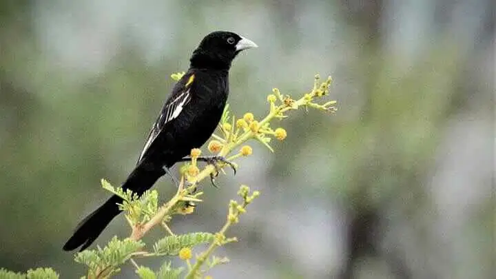 Jackson’s widowbird